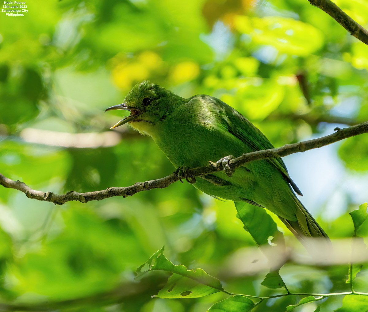Philippine Leafbird - ML584261301