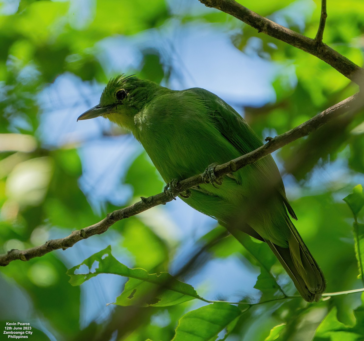 Philippine Leafbird - ML584261311