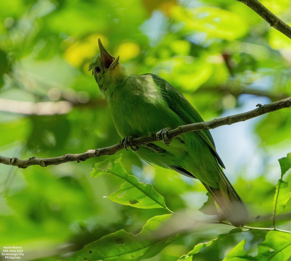Philippine Leafbird - ML584261321