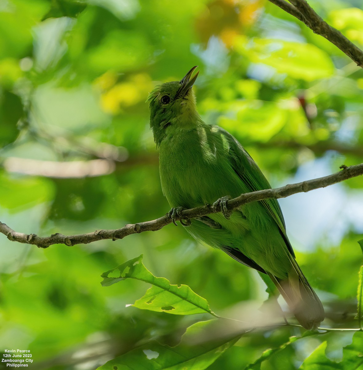 Philippine Leafbird - ML584261331