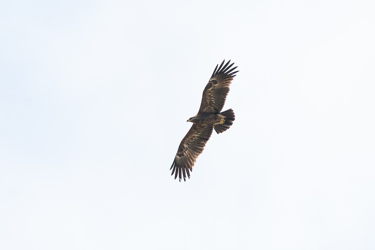 Lesser Spotted Eagle - ML584261871