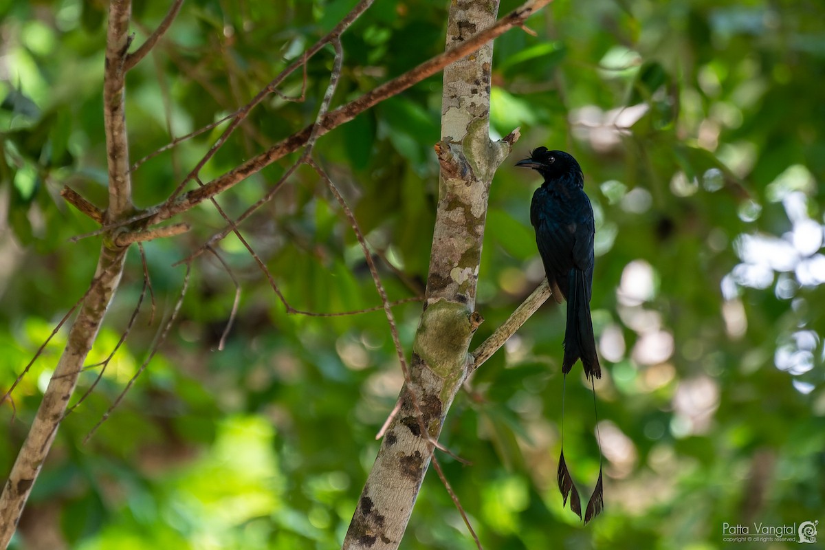 Greater Racket-tailed Drongo - ML584262601