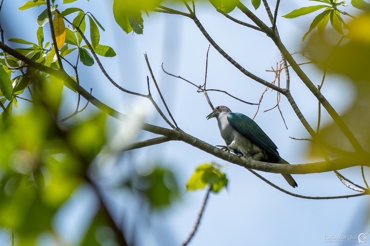 Green Imperial-Pigeon (Green) - ML584262611