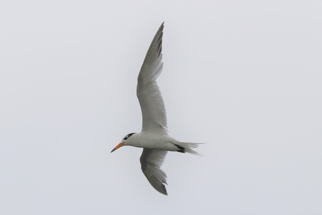 Chinese Crested Tern - ML584266051