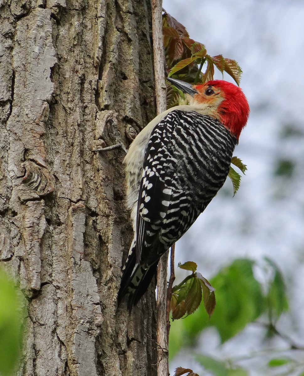 Red-bellied Woodpecker - Cara Barnhill