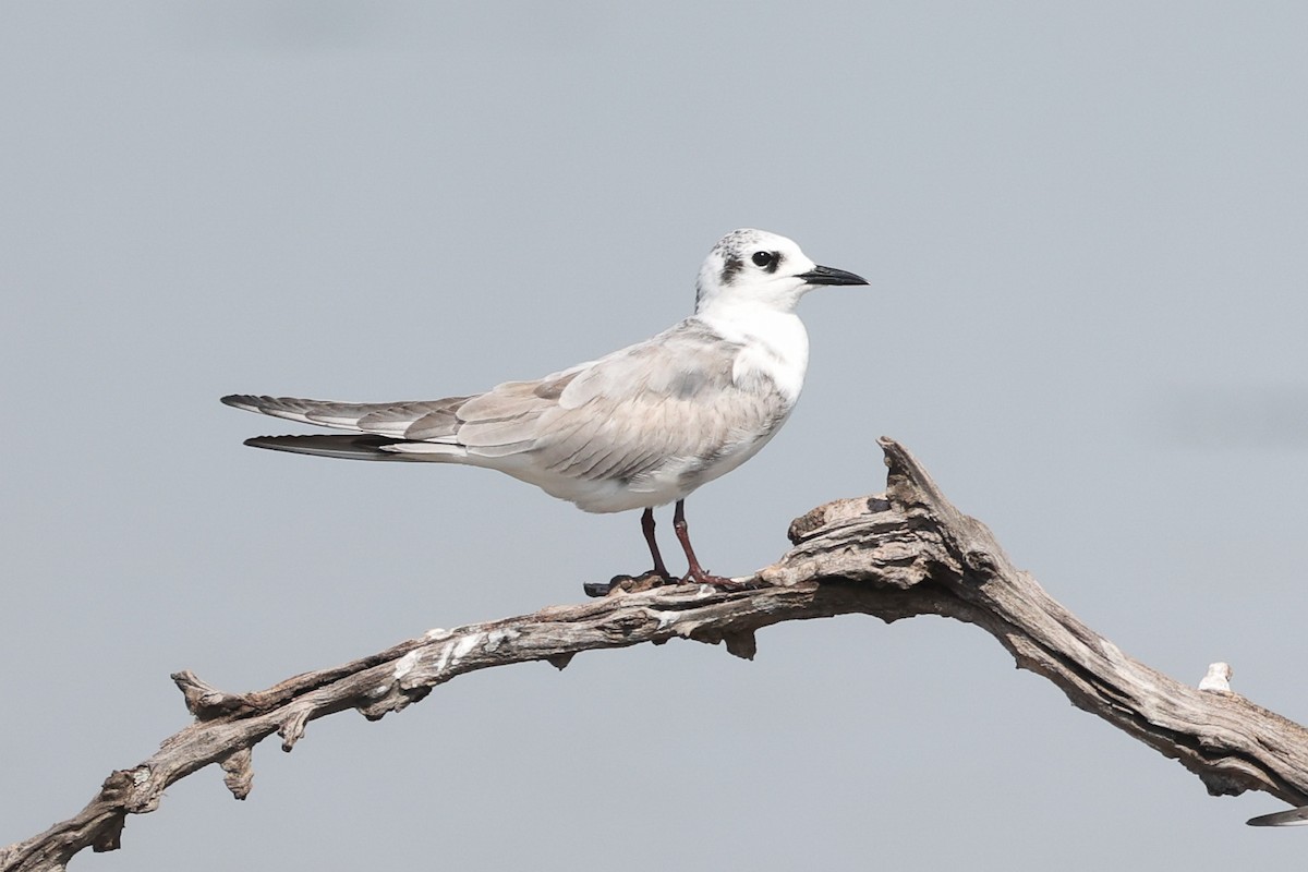 White-winged Tern - ML584272261