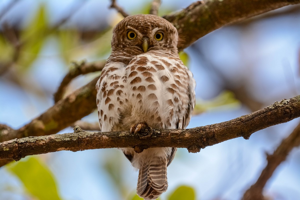 African Barred Owlet - ML584273921