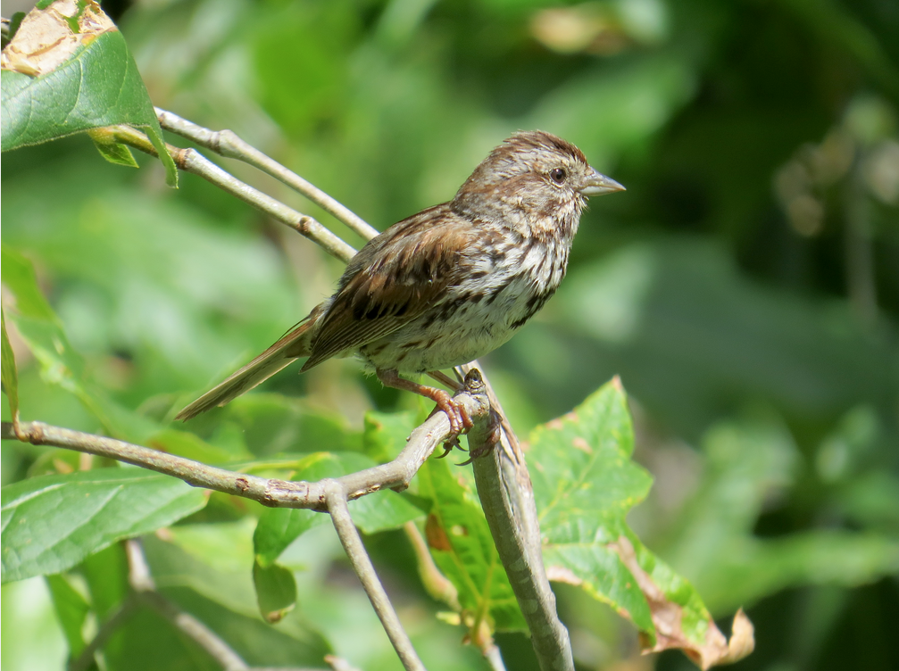 Song Sparrow - Kenneth Weaver