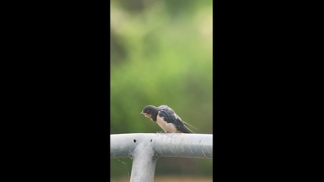 Barn Swallow (American) - ML584277061