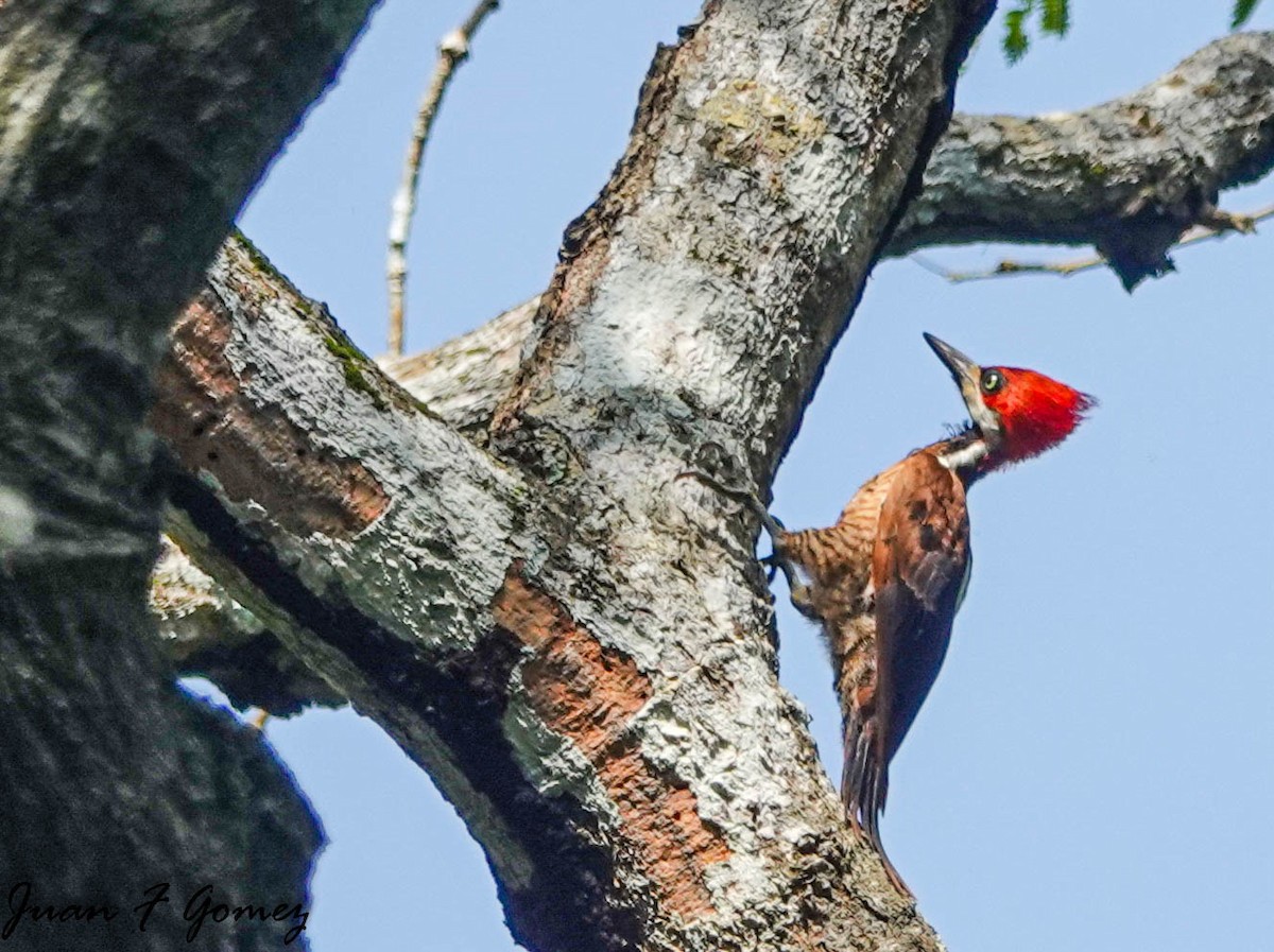Crimson-crested Woodpecker - ML584279871