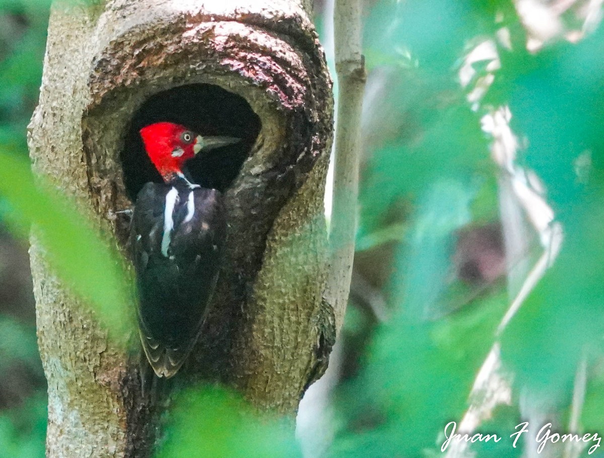 Crimson-crested Woodpecker - ML584279881