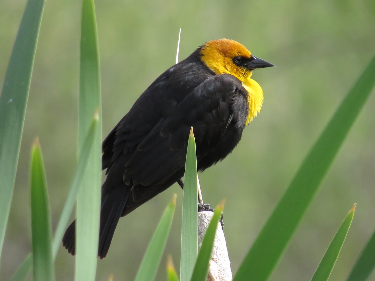 Yellow-headed Blackbird - Ian Hearn