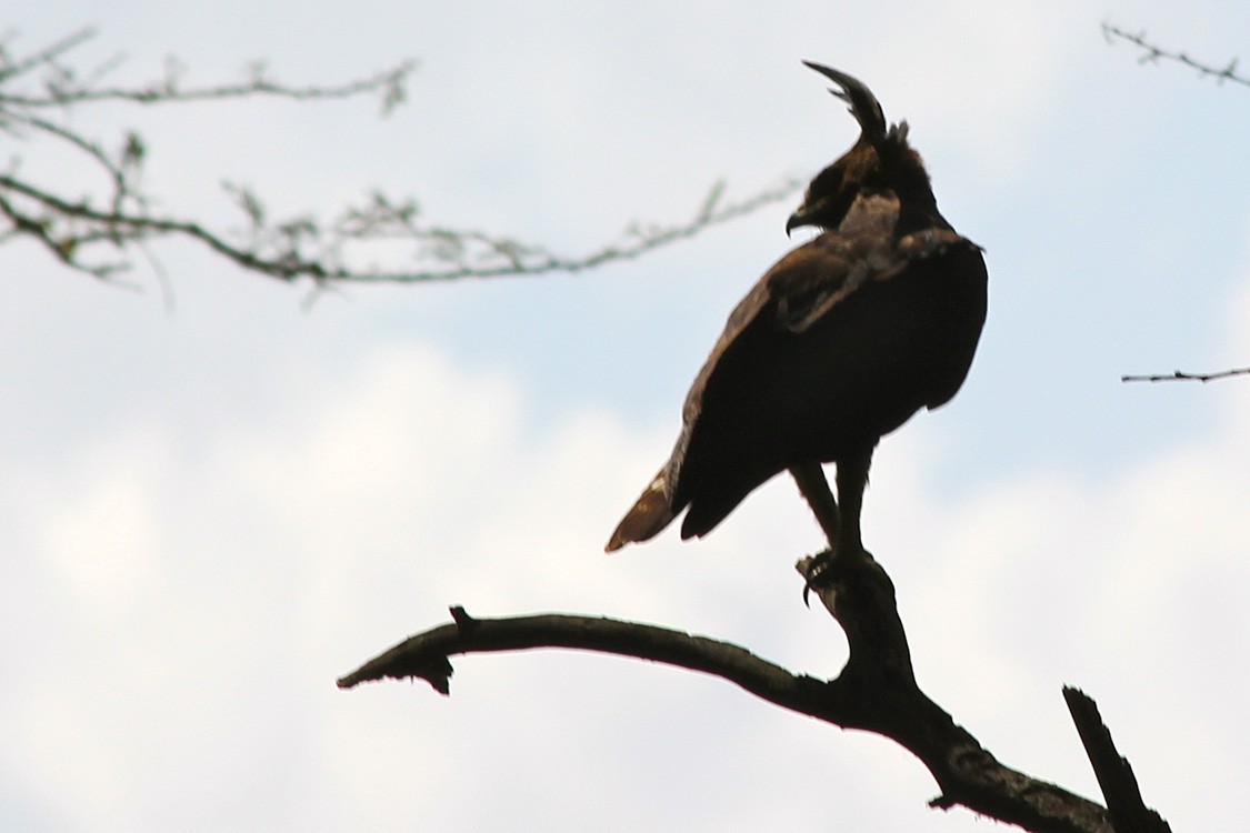 Long-crested Eagle - Janelle Morano