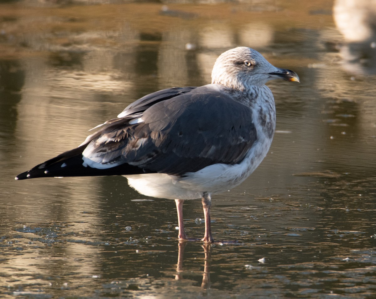 Lesser Black-backed Gull - Trevor Ambrico