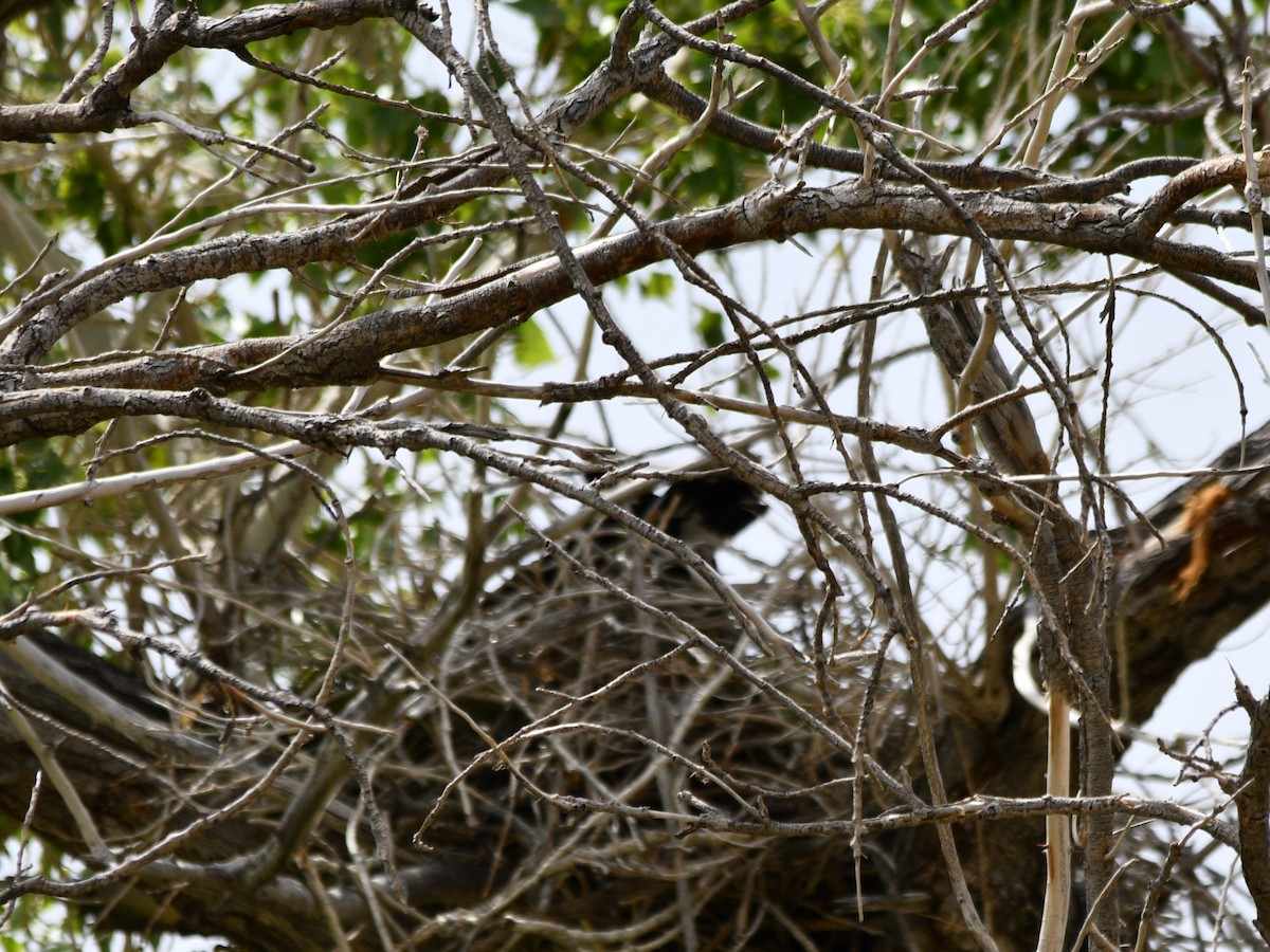 eBird Checklist - 13 Apr 2023 - Big Bend National Park, Terlingua US-TX ...