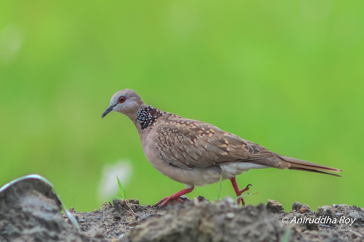 Spotted Dove - ML584284881