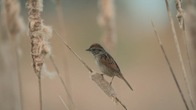 Swamp Sparrow - ML584285651