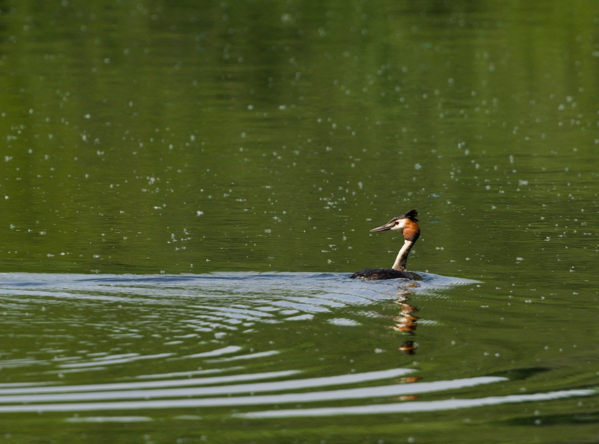 Great Crested Grebe - ML584286411