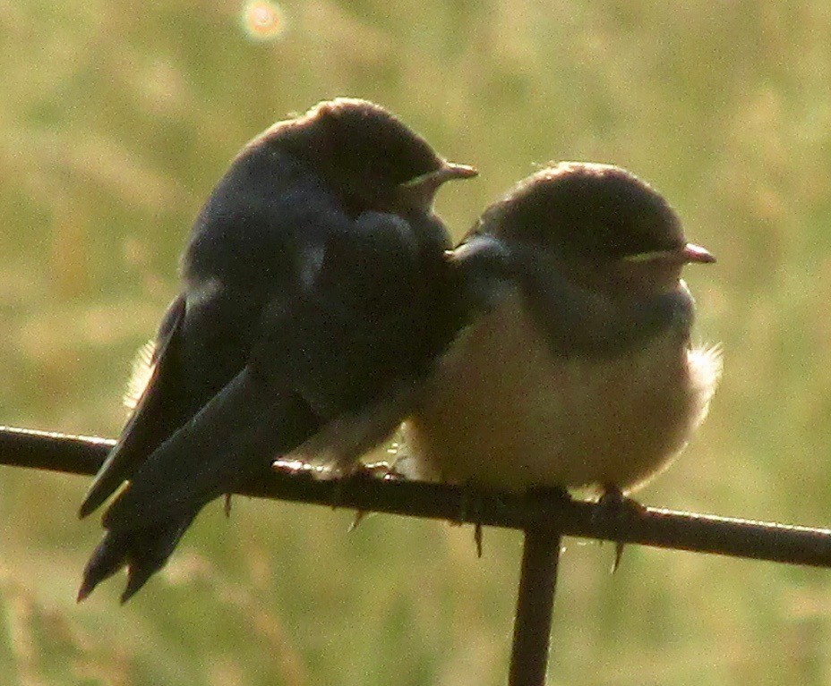 eBird Checklist - 13 Jun 2023 - Frank Lyne's Farm (Private) stakeout ...