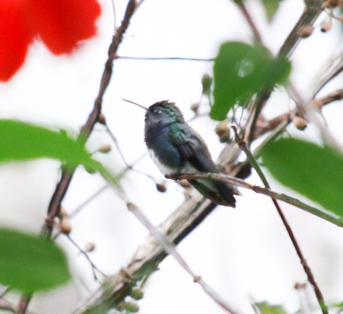 kolibřík safírový (ssp. lactea/zimmeri) - ML584292221