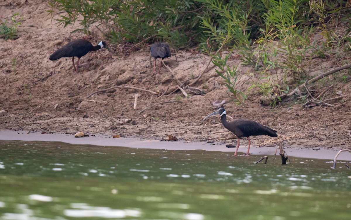 White-shouldered Ibis - Forest Botial-Jarvis