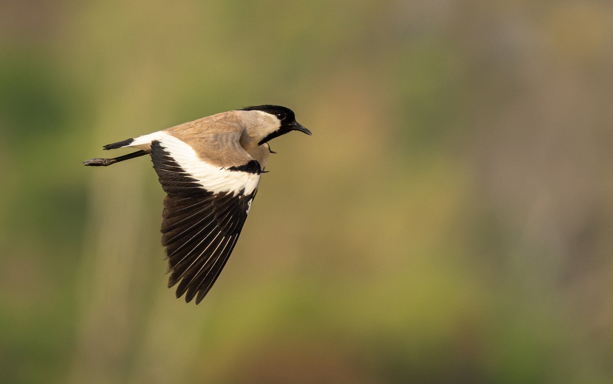 River Lapwing - Forest Botial-Jarvis