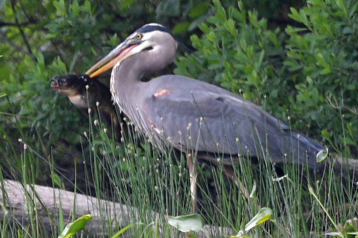 eBird Checklist 12 Jun 2023 Messalonskee Lakeboat ramp 26 species
