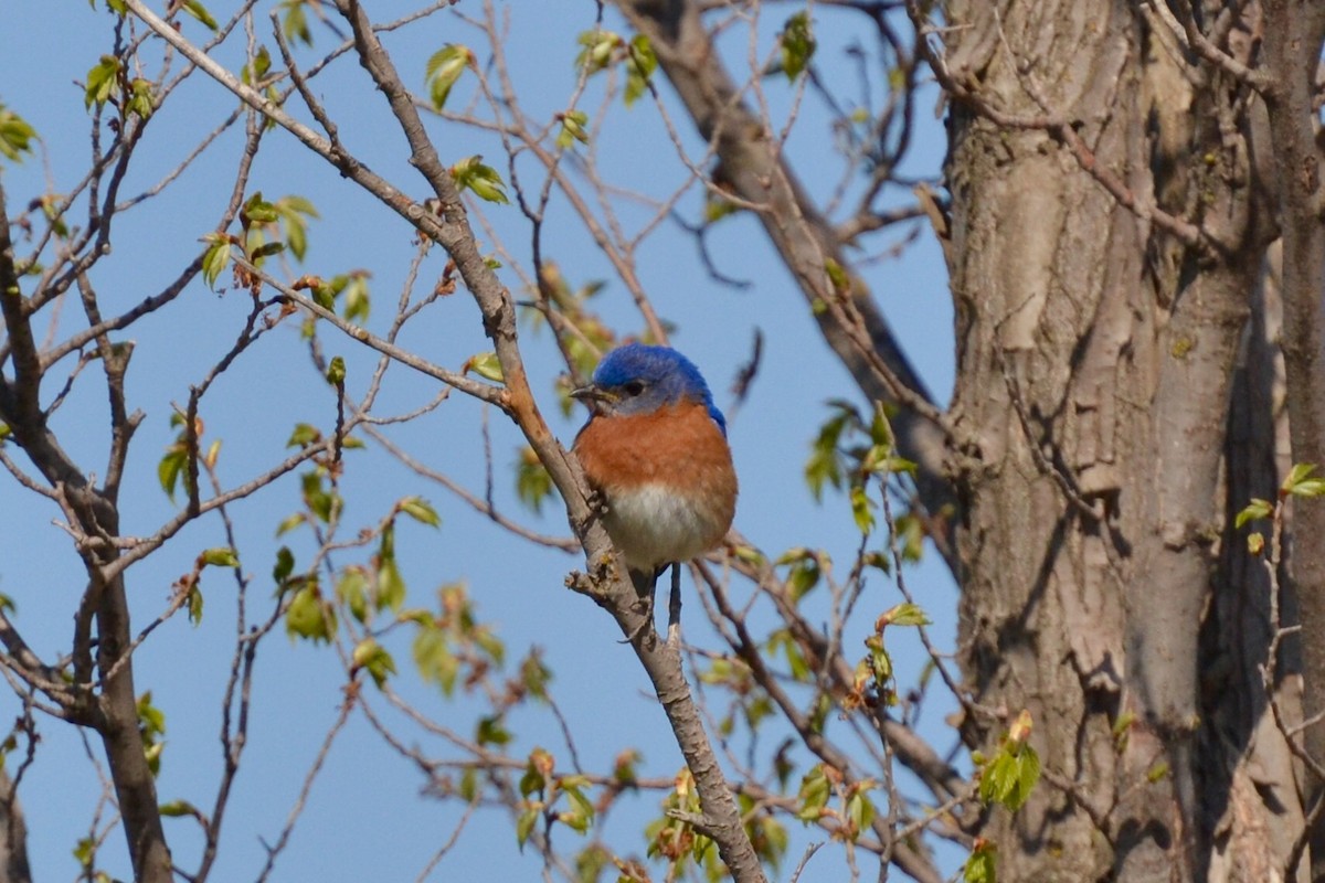Eastern Bluebird - Epi Shemming