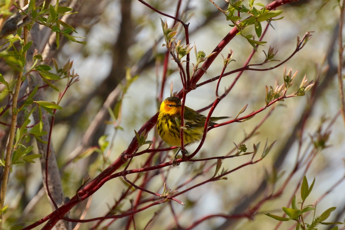 Cape May Warbler - ML58430371