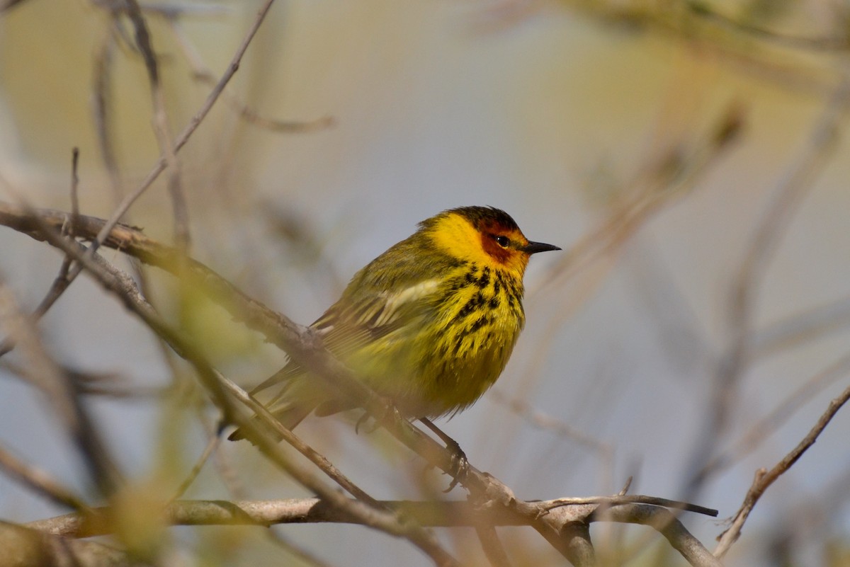 Cape May Warbler - ML58430381