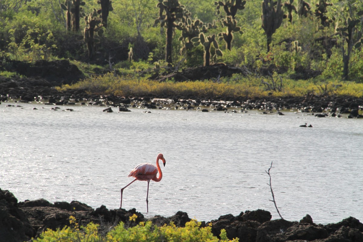 American Flamingo - karyl gabriel