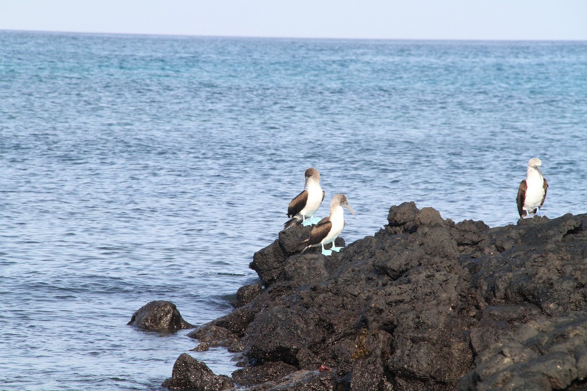 Blue-footed Booby - ML58430471