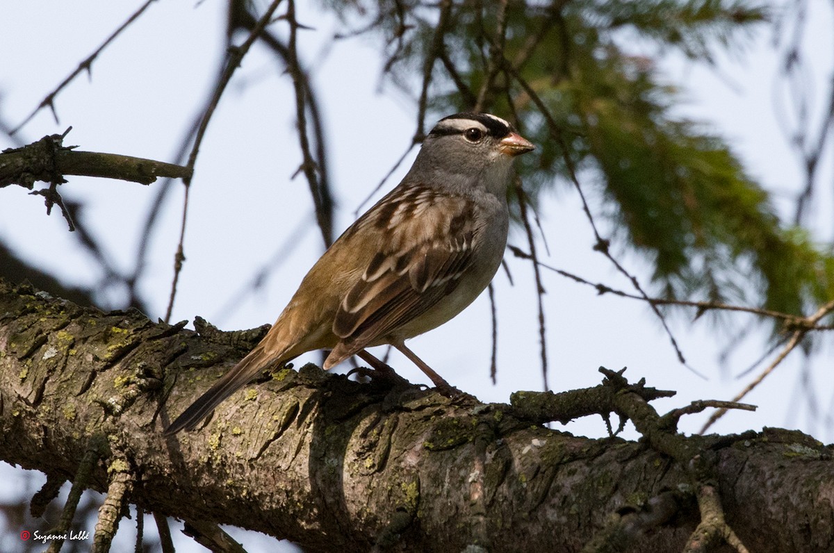 White-crowned Sparrow - Suzanne Labbé