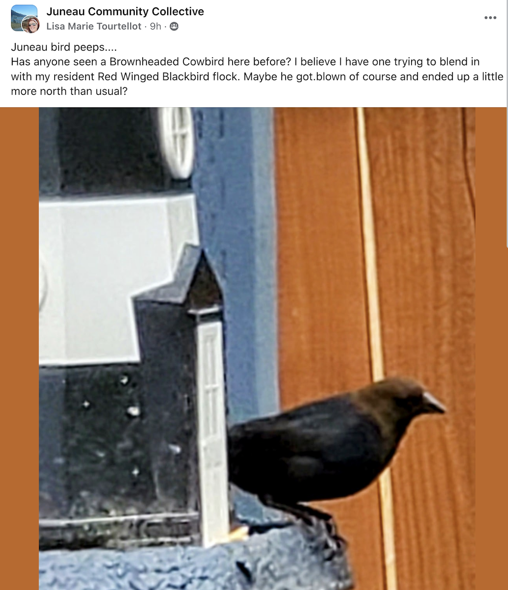 Brown-headed Cowbird - ML584313301
