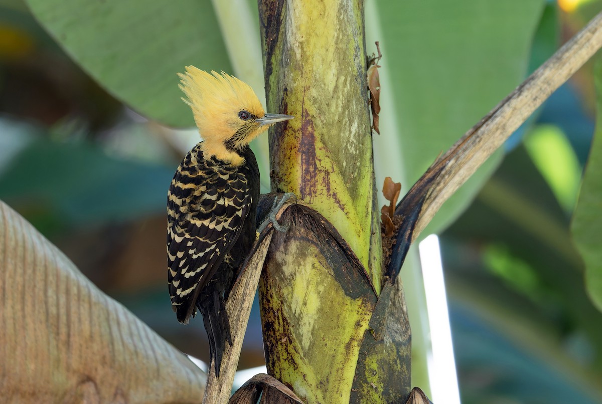 Blond-crested Woodpecker - ML584316121
