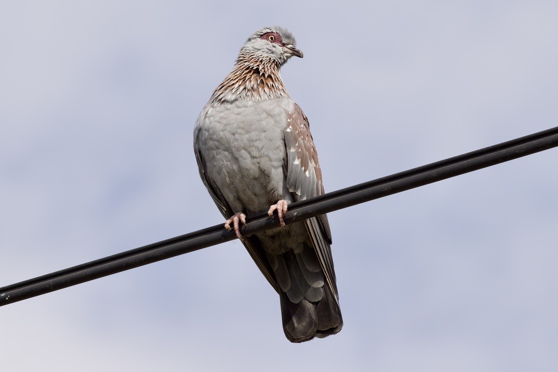 Speckled Pigeon - ML584322121