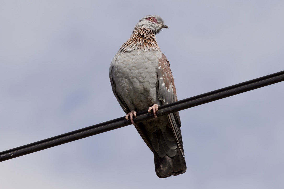 Speckled Pigeon - ML584322151