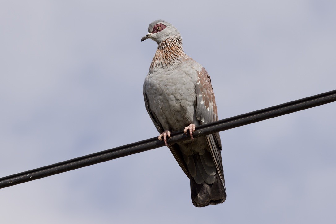 Speckled Pigeon - ML584322281