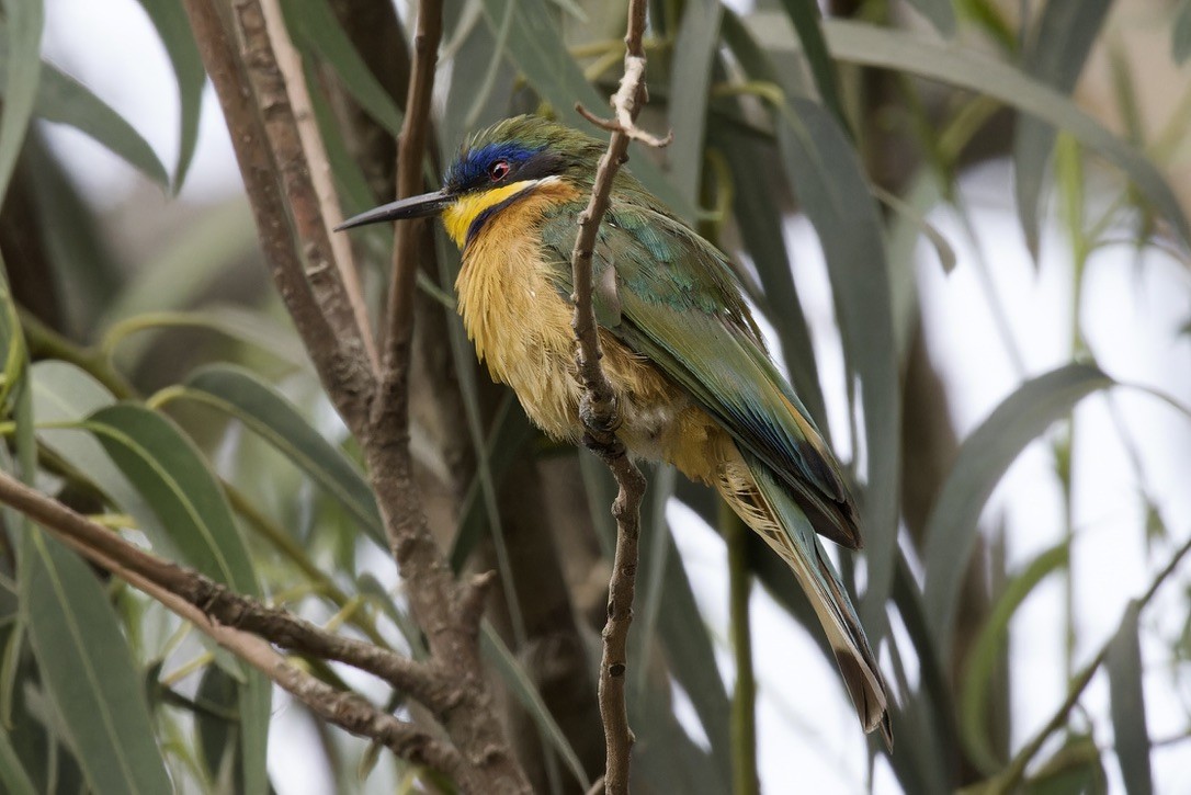 Ethiopian Bee-eater - Ted Burkett