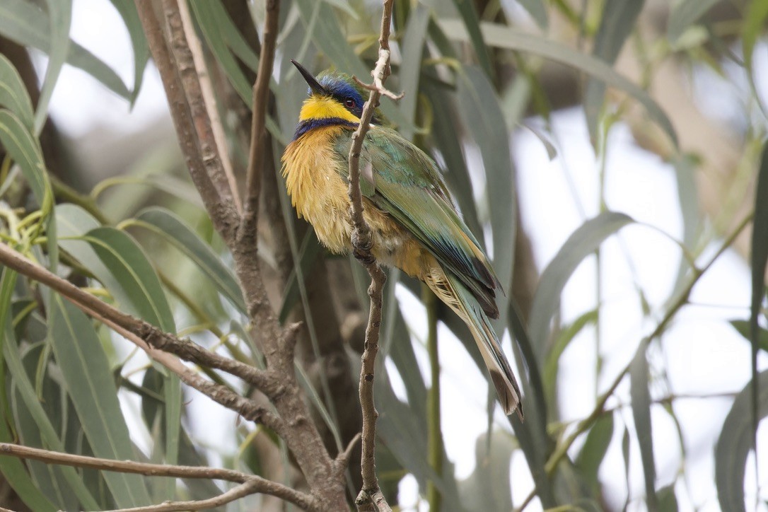Ethiopian Bee-eater - ML584322591