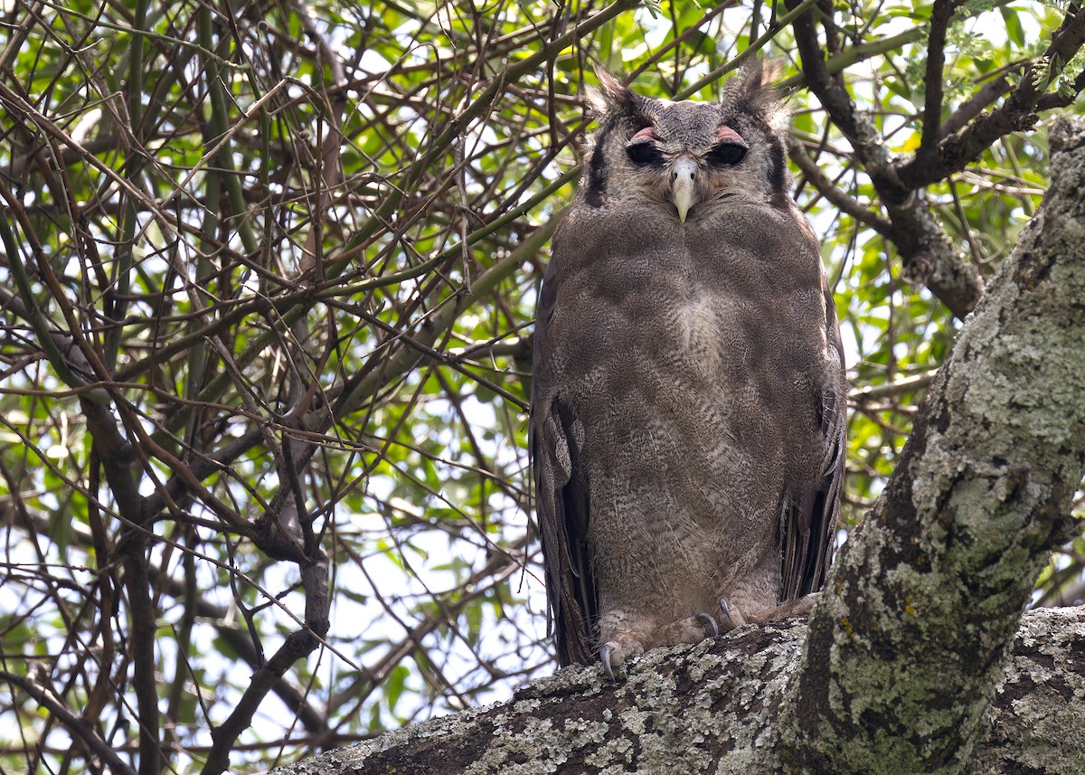 Verreaux's Eagle-Owl - Ayuwat Jearwattanakanok
