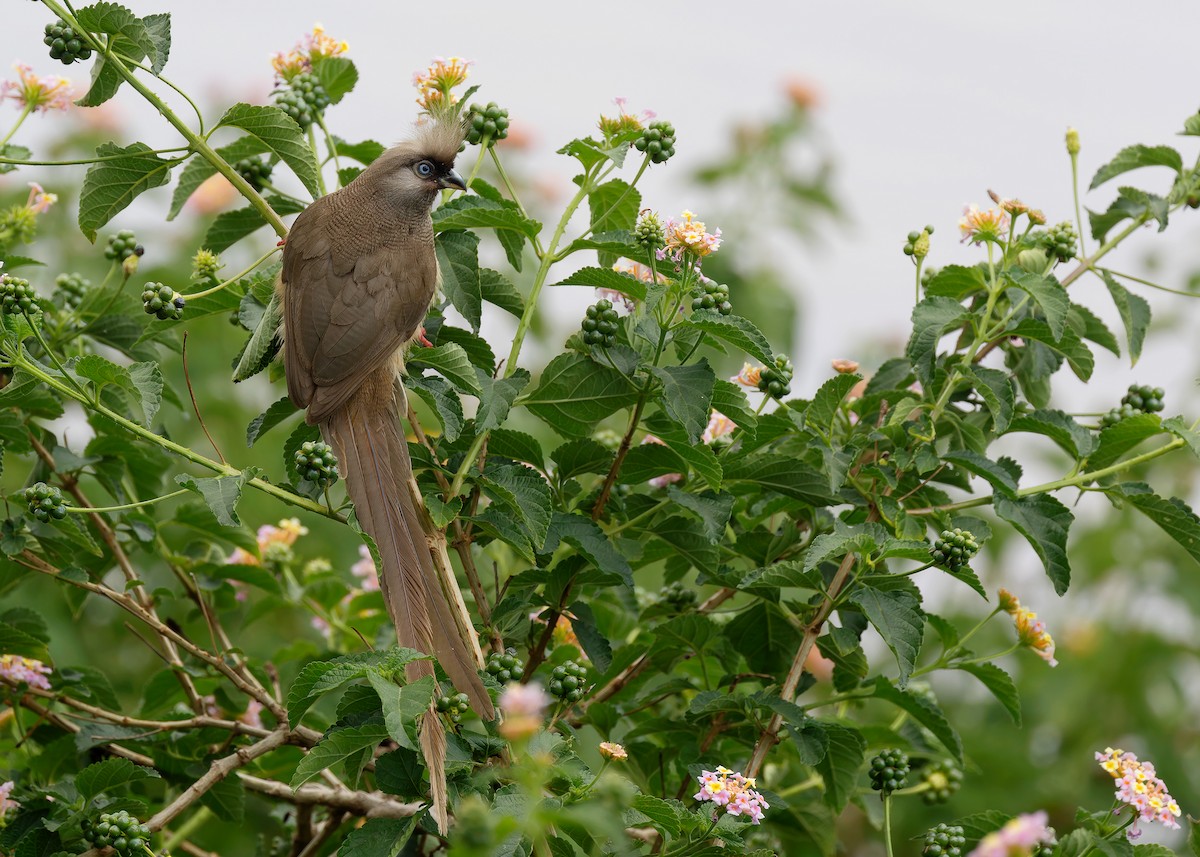 Speckled Mousebird - ML584325921