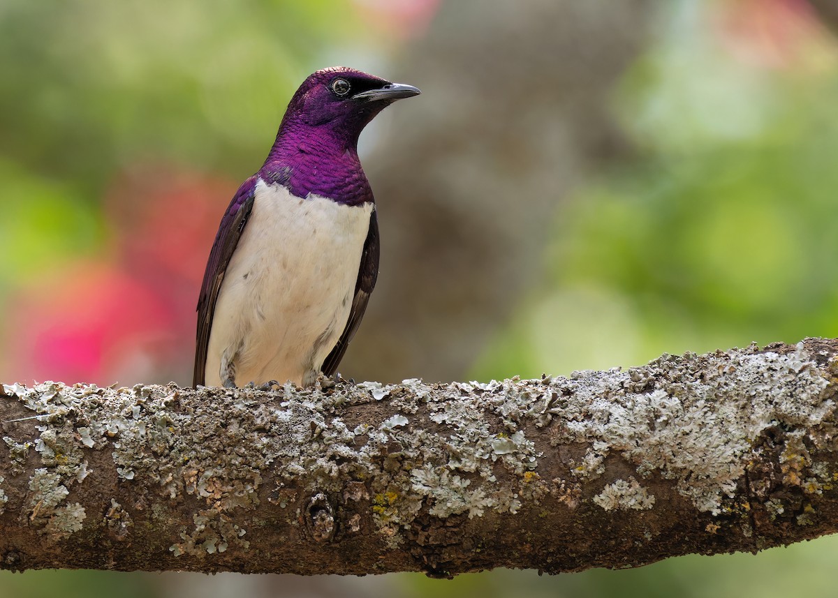 Violet-backed Starling - ML584327071
