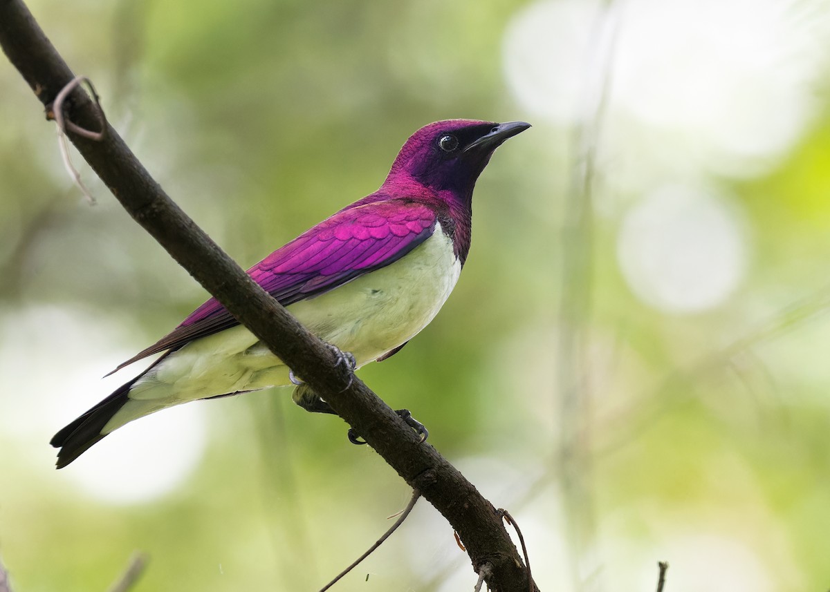 Violet-backed Starling - ML584327091