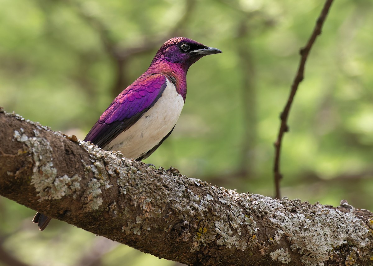 Violet-backed Starling - ML584327101