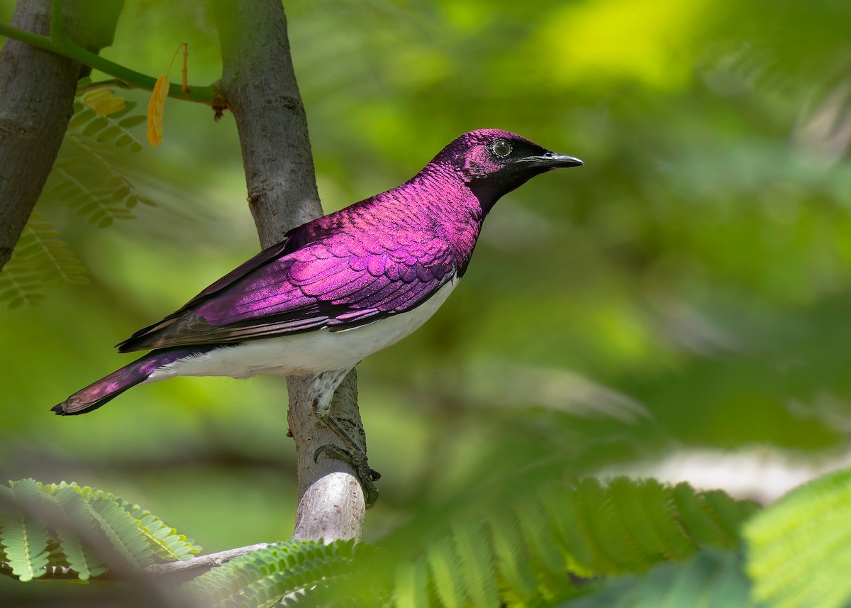 Violet-backed Starling - ML584327111