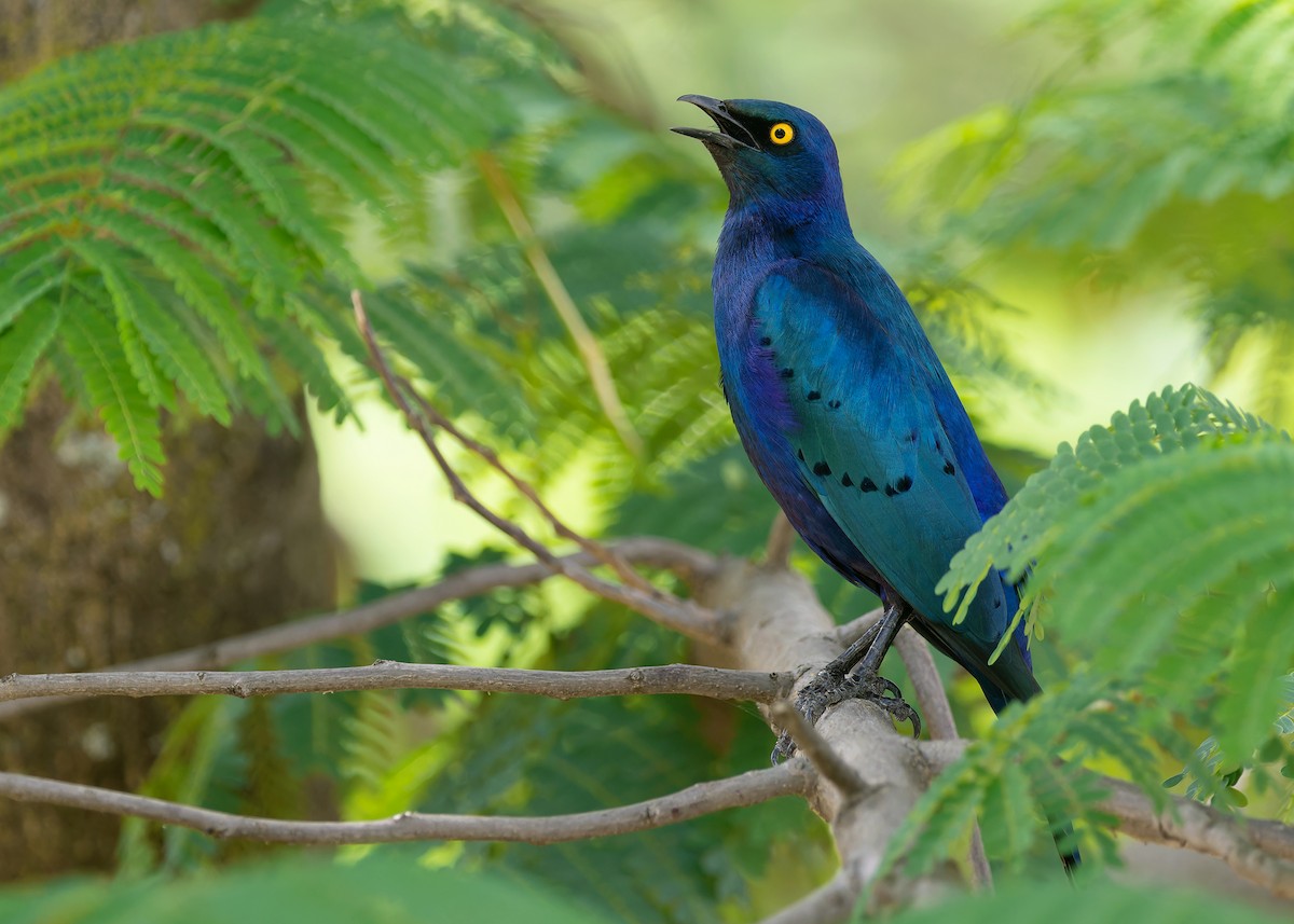 Greater Blue-eared Starling - ML584327151