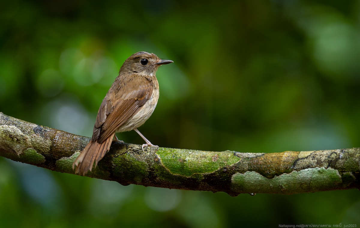 Fulvous-chested Jungle Flycatcher - ML584329981