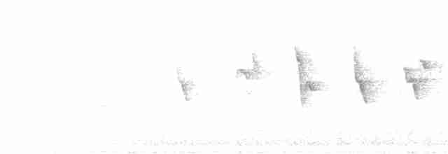 Вівчарик світлокрилий (підвид lorenzii) - ML584330981