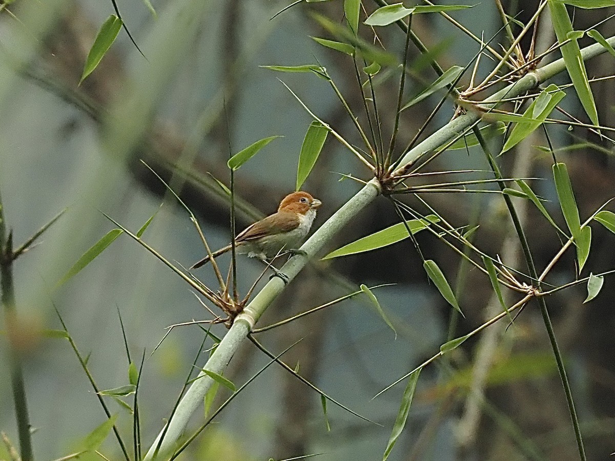 White-breasted Parrotbill - ML584339061